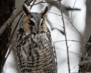 A portrait of a long-eared owl.