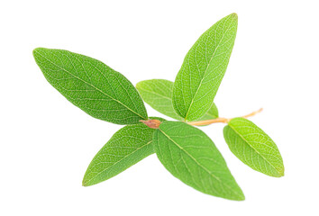 Honeysuckle twig isolated on white background. Fresh honeysuckle green leaves. Clipping path.