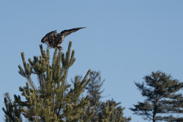 A great gray owl spreads its wings as it prepares to take flight from its perch in a pine tree.