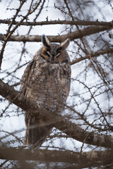 A long-eared owl sleeps in its roost, tucked in a pine tree.