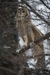 A long-eared owl stares ahead as it stretches its wing.