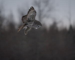 A great gray owl hovers mid-flight before diving into the snow to capture a vole.