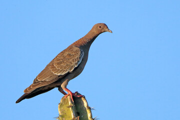 Picazuro Pigeon (Patagioenas picazuro) perched on the tip of a cactus