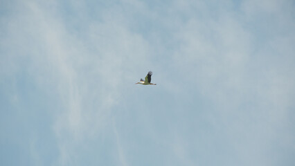 lonely crane flies high in the sky