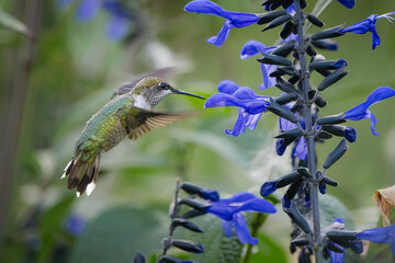 A ruby-throated hummingbird hovers next to some bluebells.
