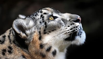 Obraz premium A snow leopard gazes upward symbolizing curiosity and conservation awareness of endangered wildlife in harsh mountain environments