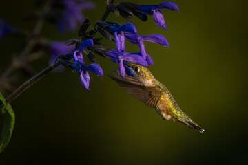 A ruby-throated hummingbird feeding on the nectar of bluebells. © David