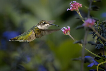 A ruby-throated hummingbird among pink and white flowers,