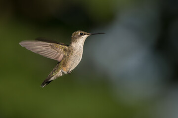 A ruby-throated humming bird flies through the air.