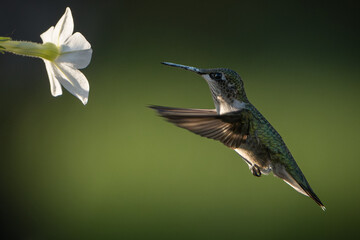 A ruby-throated hummingbird flies towards white flowers on a warm, summer day. 