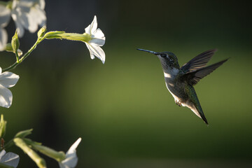 A ruby-throated hummingbird approaches flowering tobacco.
