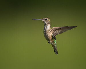 A ruby-throated hummingbird hovers mid-flight, sunlight catching its iridescent feathers.
