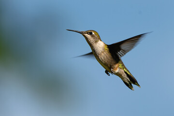 A ruby-throated hummingbird in flight with a blue sky in the background.