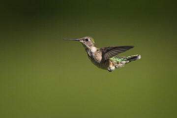 A hummingbird in flight.