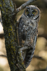 A juvenile long-eared owl looks around from its perch deep in the forest.
