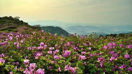 Beautifully blooming Hwangmaesan scenery