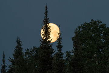 Full moon rising behind pine trees in a northern forest at dusk.