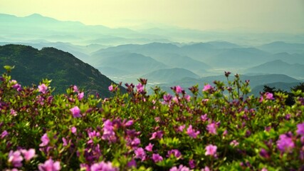 Beautifully blooming Hwangmaesan scenery