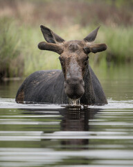 A bull moose looks up from feeding in a pond. 