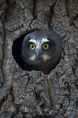 A saw-whet owlet peeks out of its nesting cavity, eyes wide as it looks around.