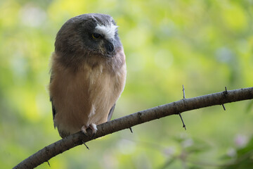 A curious Northern Saw-whet owlet perches on a branch in the open, wide-eyed and alert as it surveys its surroundings.