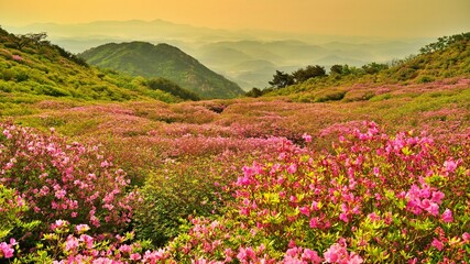 Obraz premium Beautifully blooming Hwangmaesan scenery