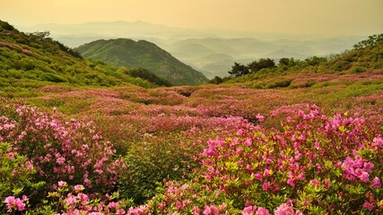 Beautifully blooming Hwangmaesan scenery