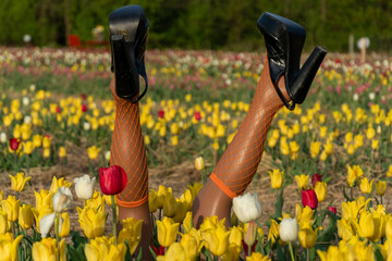 Legs with fishnet stockings and black high heels stick out from Tulip flower field