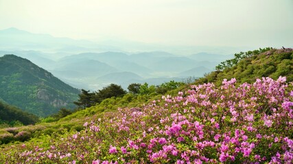 Beautifully blooming Hwangmaesan scenery