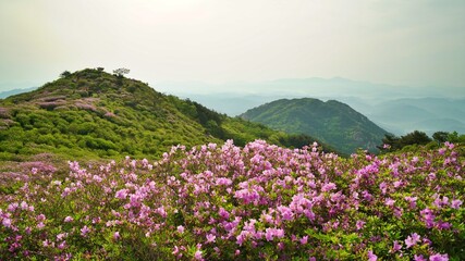 Beautifully blooming Hwangmaesan scenery