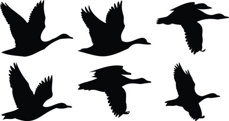 Migrating Birds in Motion Silhouettes