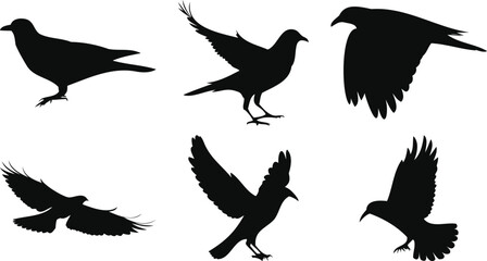 Flying Bird Poses Collection