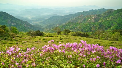 Obraz premium Beautifully blooming Hwangmaesan Mountain scenery