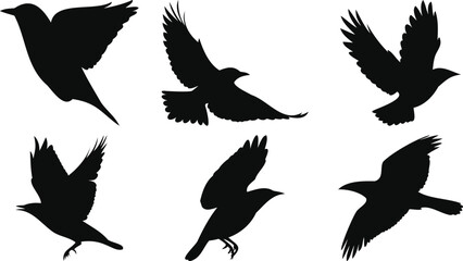 Flight Motion Bird Vector Art