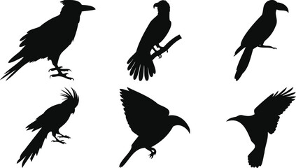 Minimal Bird Pose Silhouettes