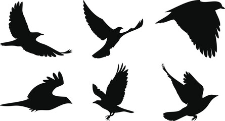 Large-Winged Birds in Soaring Motion