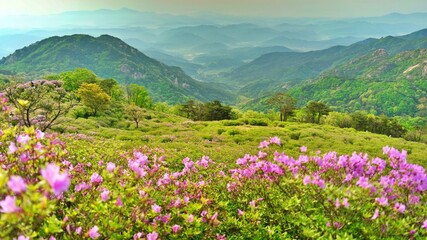 Beautifully blooming Hwangmaesan Mountain scenery
