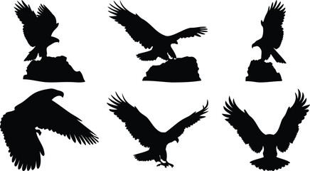 Soaring Eagle and Hawk Silhouette Collection