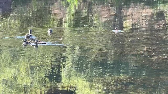 Duckling does zoomie on a lake	