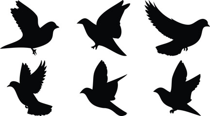 Birds in Soft Flight