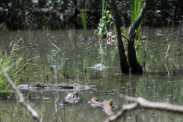 Bird perched on a branch near still water surrounded by lush vegetation in a tranquil natural setting