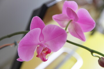 Flor Orquídea Rosa