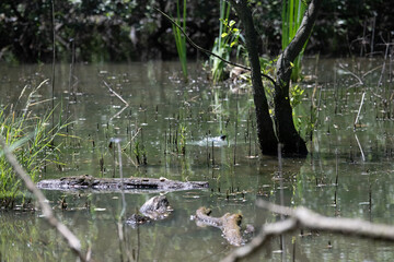 Bird perched on a branch near still water surrounded by lush vegetation in a tranquil natural setting