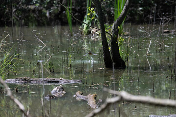 Bird perched on a branch near still water surrounded by lush vegetation in a tranquil natural setting
