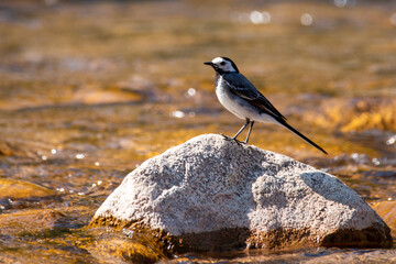 A White wagtail sitting on a river stone . River background. Motacilla alba. Copy space. Selective focus.