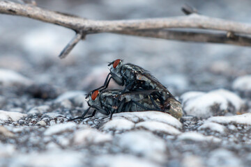 Large flies mating. Macro photography. Copy space. Flesh fly.