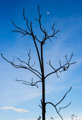 Árbol seco contra cielo azul al atardecer con luna visible y pájaro posado en rama
