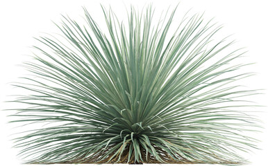 Side view of Desert Spoon plant - Dasylirion Wheeleri