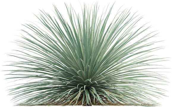 Side view of Desert Spoon plant - Dasylirion Wheeleri