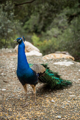 Obraz premium peacock walking